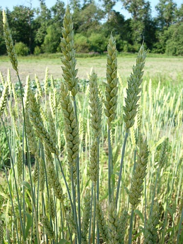 Common wheat